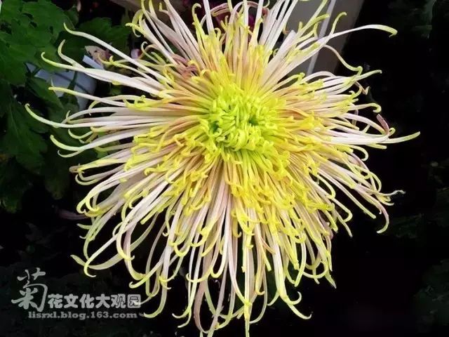 世界最美菊花图整整80种太珍贵了,世界上最美的菊花叫什么名字