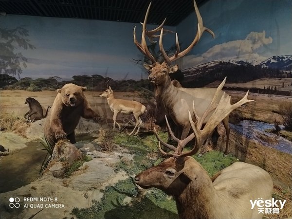 荣耀8x和play3哪个拍照好,荣耀play3和畅享10拍照