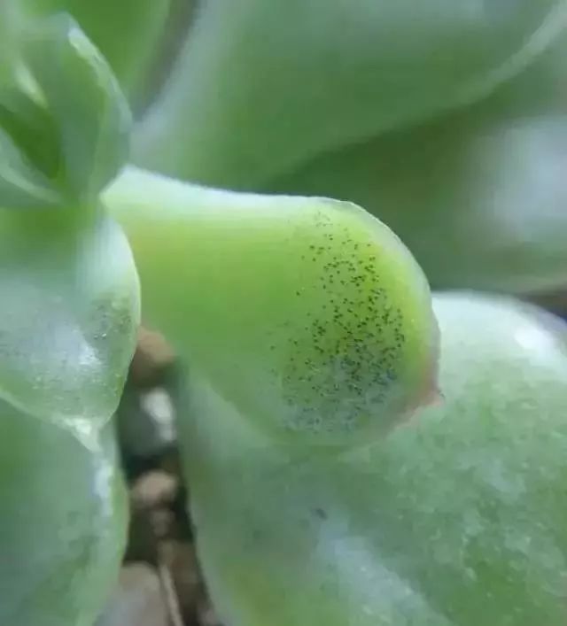 多肉煤烟病可以用酒精擦吗,多肉得过烟煤病土还可以用吗