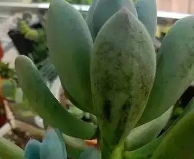 多肉煤烟病可以用酒精擦吗,多肉得过烟煤病土还可以用吗