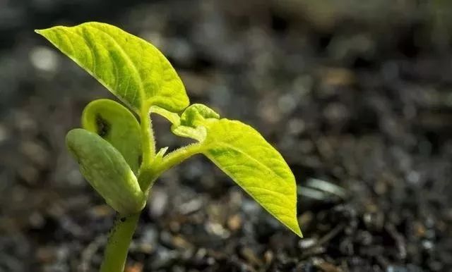 作物补充钙肥的最佳时期,钙在作物中吸收