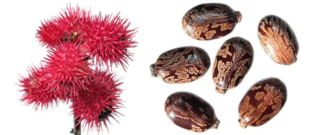 旅游误食野果的案例,吃了山上野果中毒