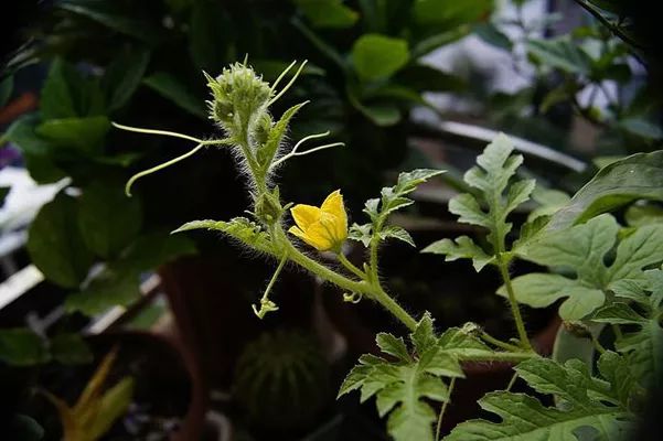 氯基和硫基复合肥适合用什么,氯基和硫基的肥效区别