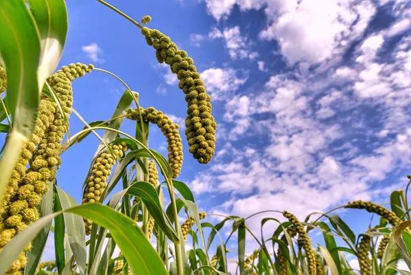 氯基和硫基复合肥适合用什么,氯基和硫基的肥效区别