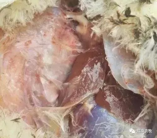 鹅呼吸道+腿软混感怎么治疗？（特效组合最有效）