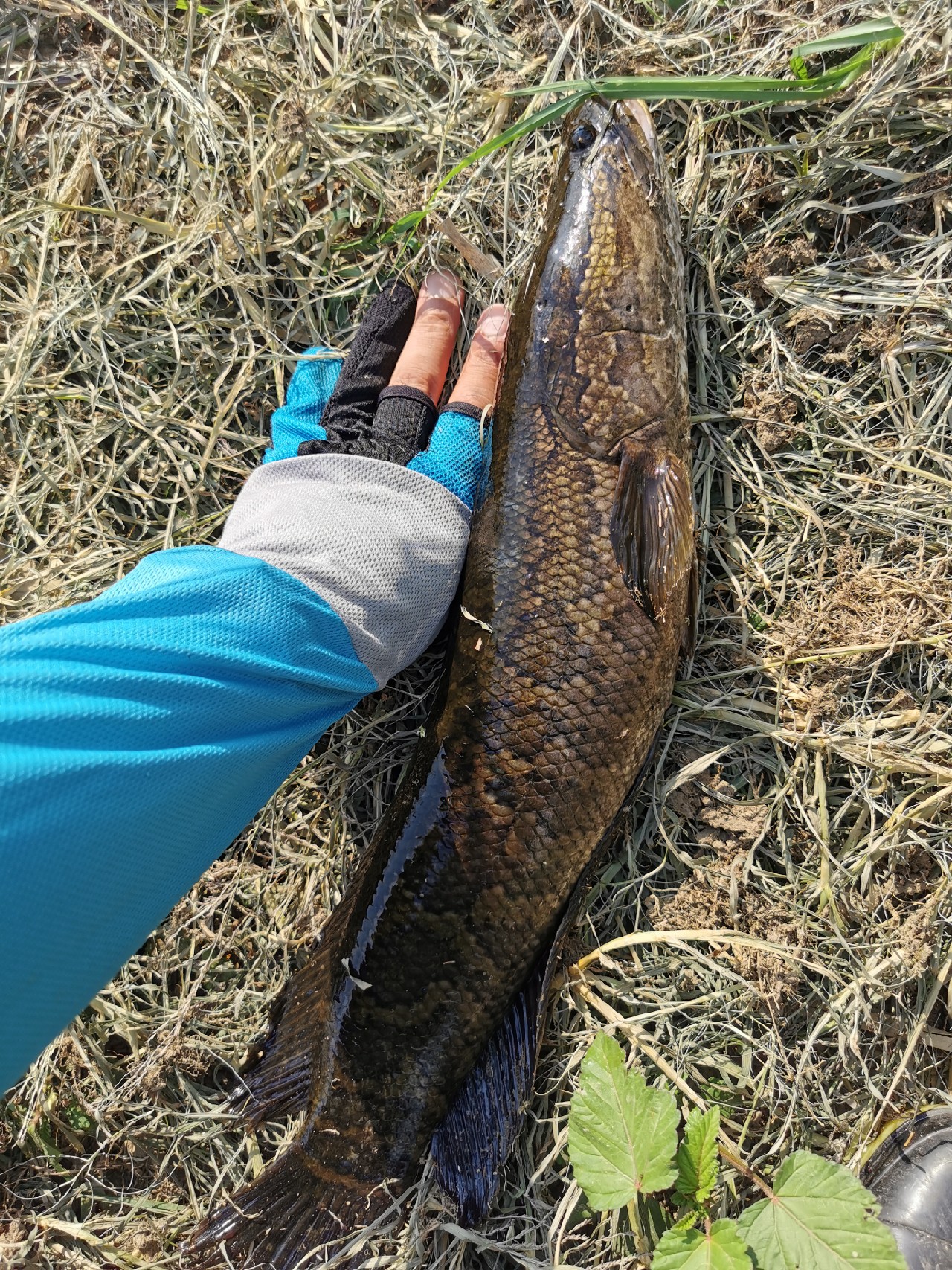 断裂路亚竿修复,折断的路亚鱼竿怎么修复