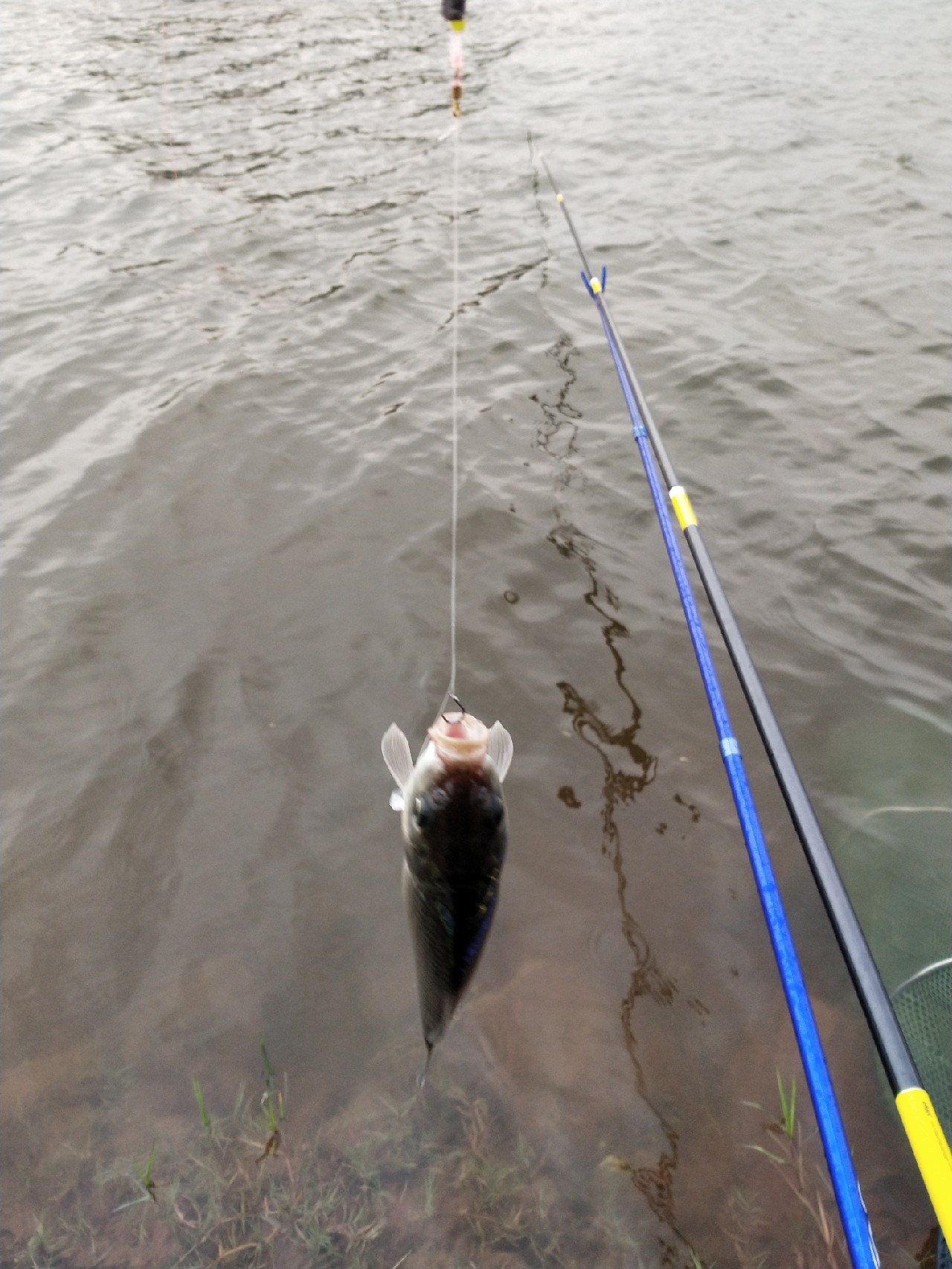 无奈捅了奶鲤窝连竿连得怀疑人生