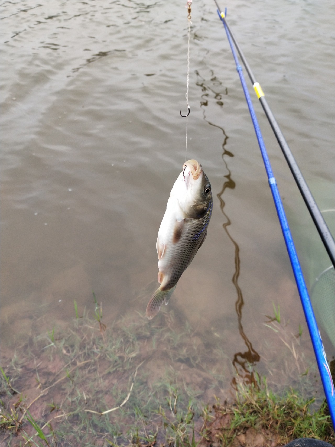 无奈捅了奶鲤窝连竿连得怀疑人生