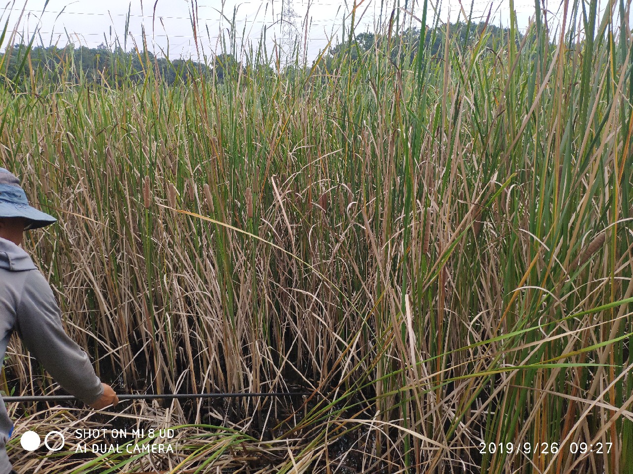 打黑中鱼率,打黑用什么饵中鱼率高