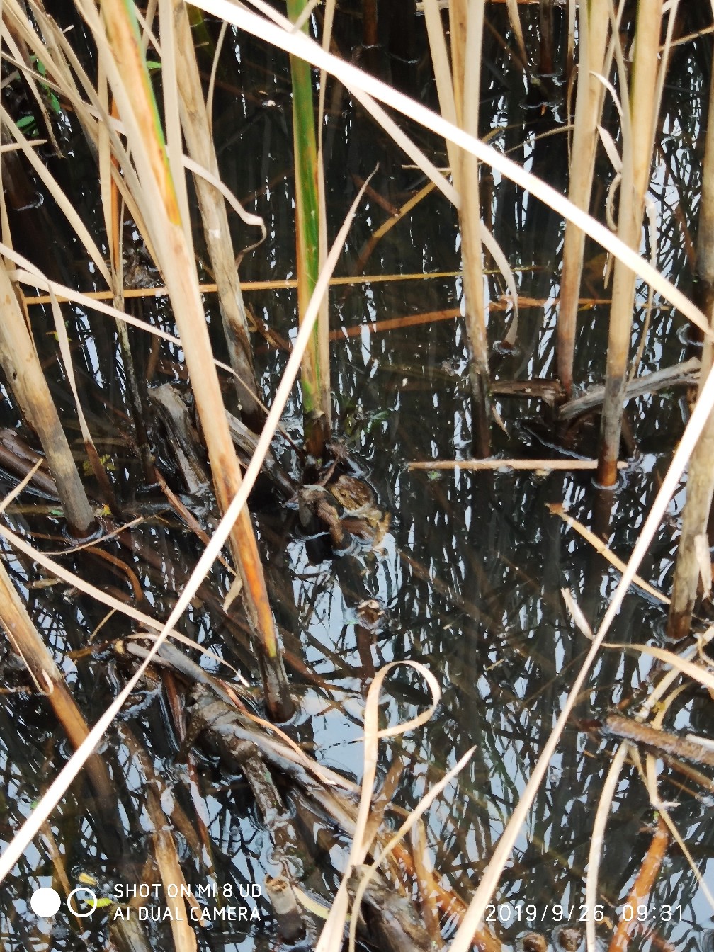 打黑中鱼率,打黑用什么饵中鱼率高