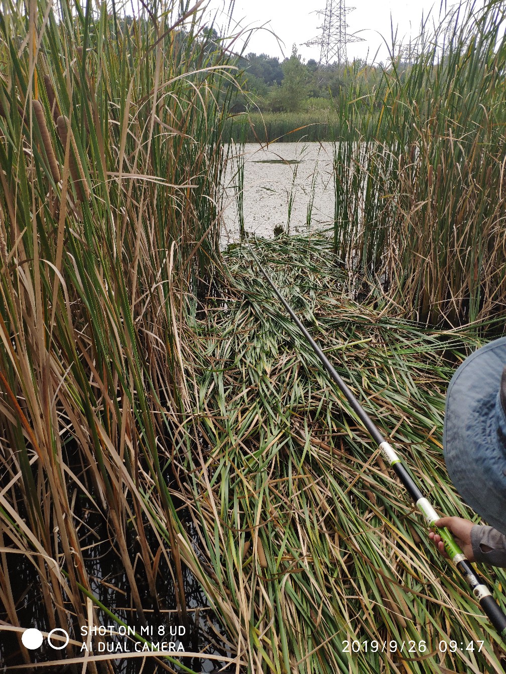 打黑中鱼率,打黑用什么饵中鱼率高