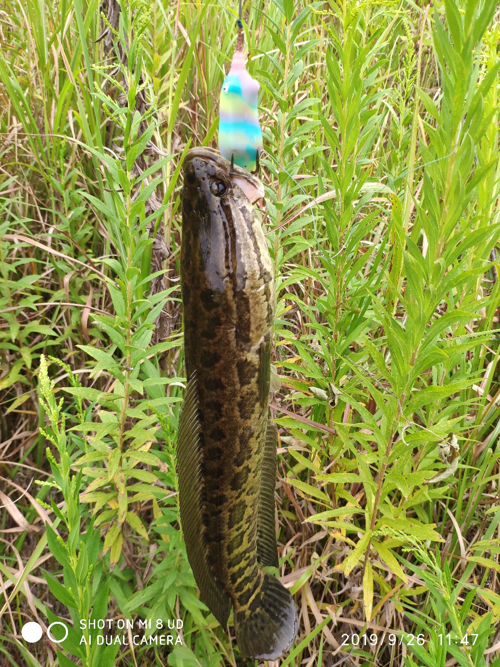 打黑中鱼率,打黑用什么饵中鱼率高