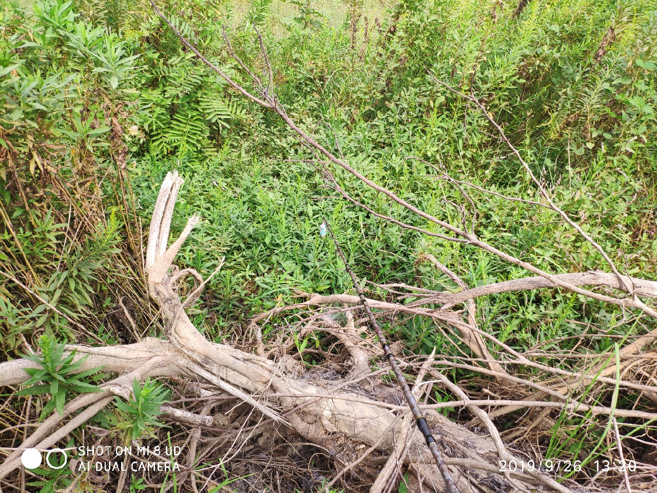 打黑中鱼率,打黑用什么饵中鱼率高
