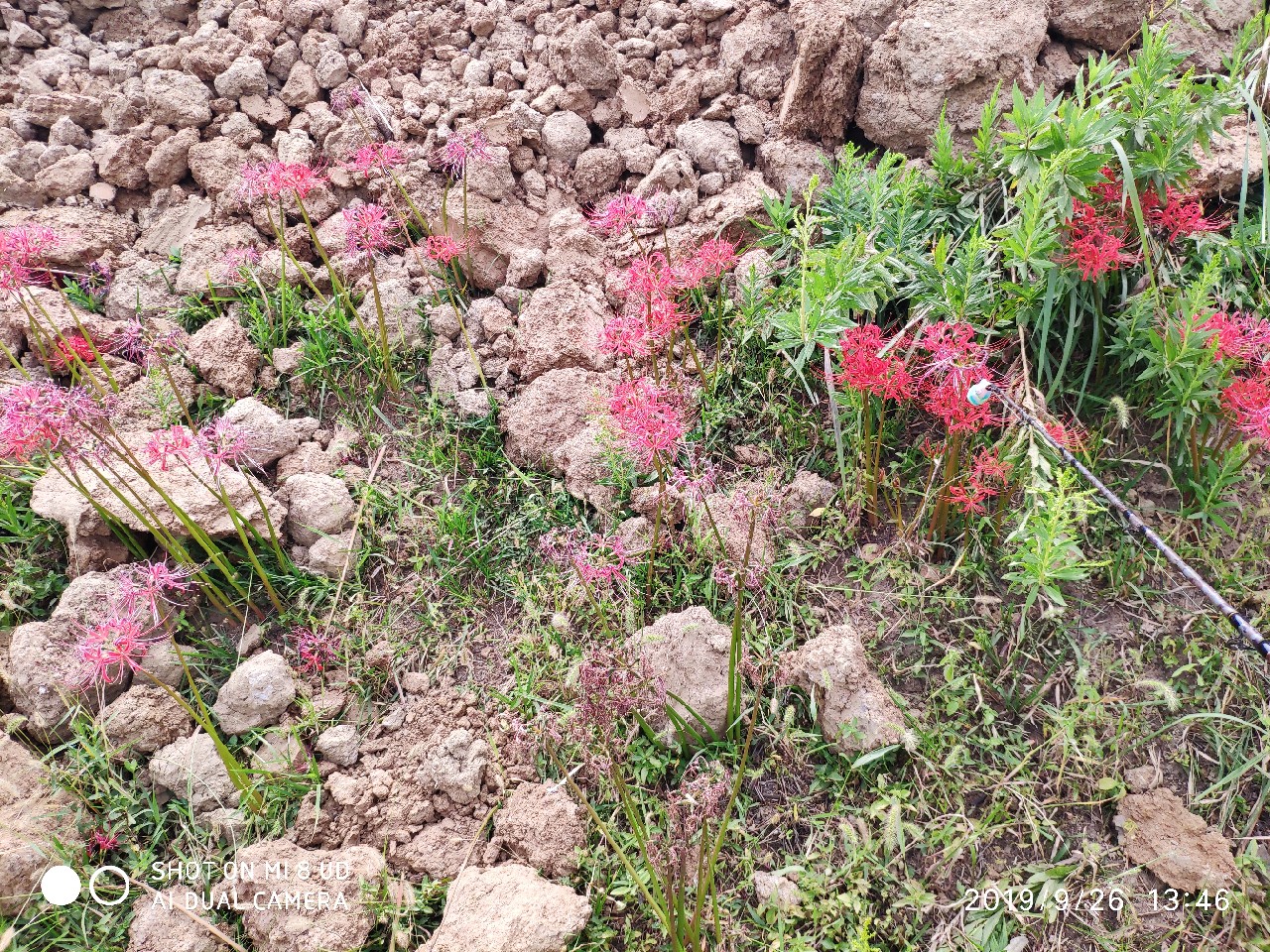打黑中鱼率,打黑用什么饵中鱼率高