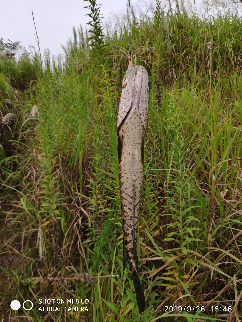 打黑中鱼率,打黑用什么饵中鱼率高
