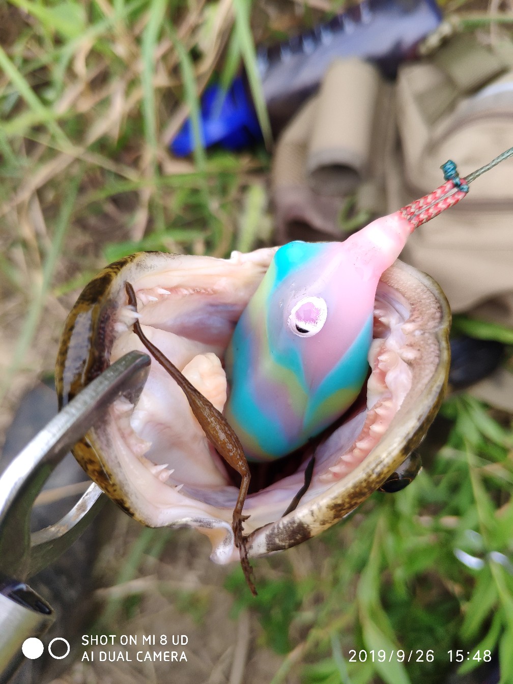 打黑中鱼率,打黑用什么饵中鱼率高