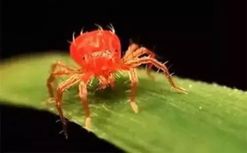 红蜘蛛难打用什么药好,红蜘蛛为什么打不过大黄蜂