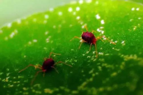 红蜘蛛难打用什么药好,红蜘蛛为什么打不过大黄蜂