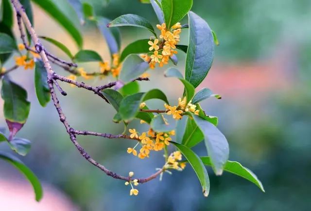 桂花开了到处弥漫着迷人的香味,桂花开了朗读