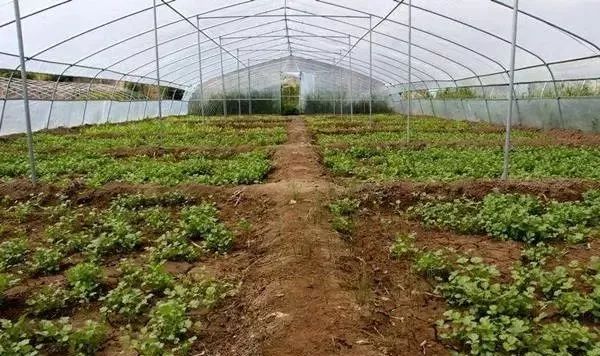 面临重茬，我们怎么办？（实用好文）