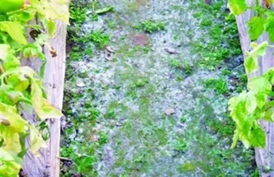 面临重茬，我们怎么办？（实用好文）