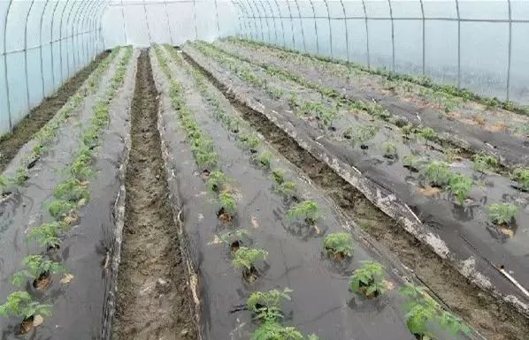 面临重茬，我们怎么办？（实用好文）