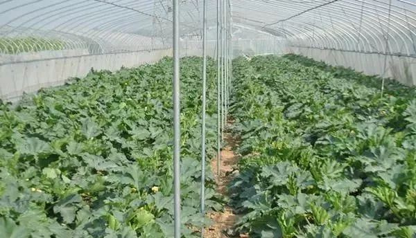 面临重茬，我们怎么办？（实用好文）