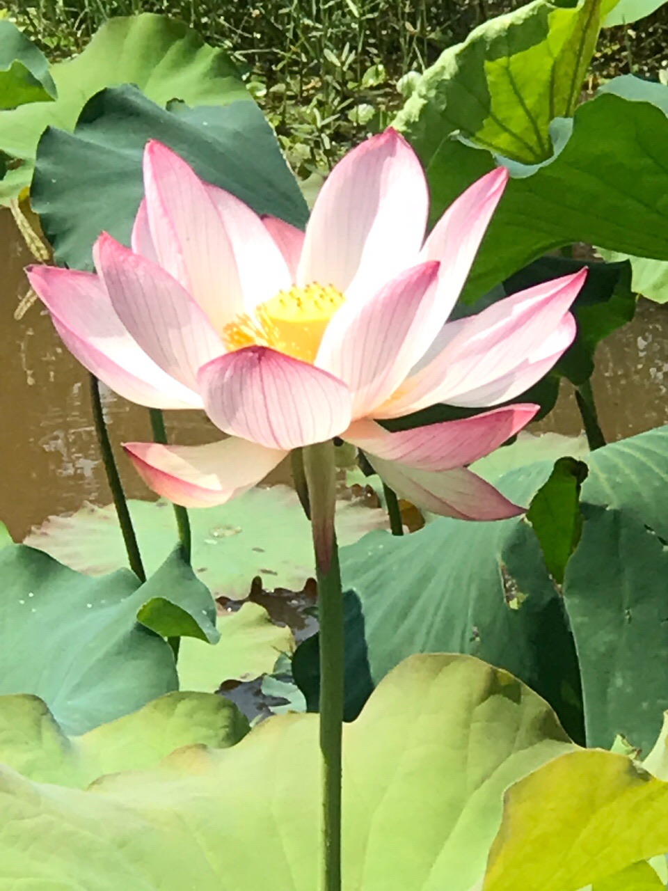 淮阳龙湖赏荷记——文/市直管荣玲