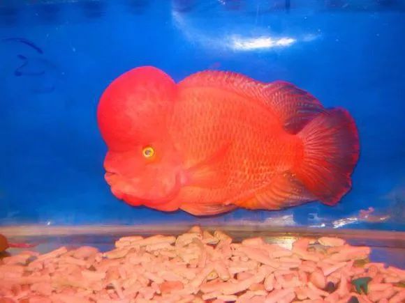 红马的终极指南,红马的最佳打法