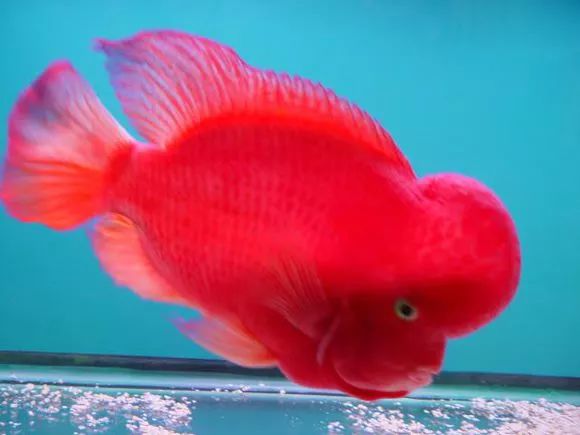 红马的终极指南,红马的最佳打法