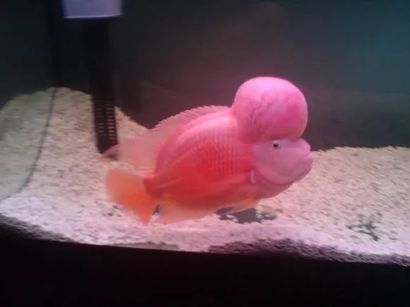 红马的终极指南,红马的最佳打法