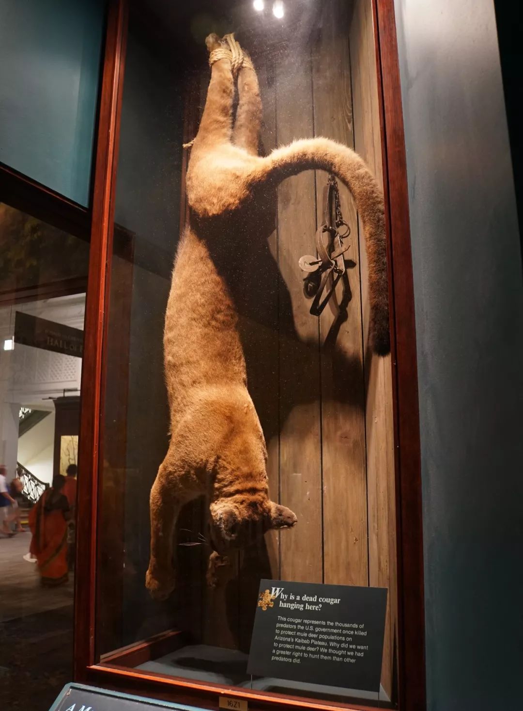 “你看那个人，好像在用浣熊投毒。”