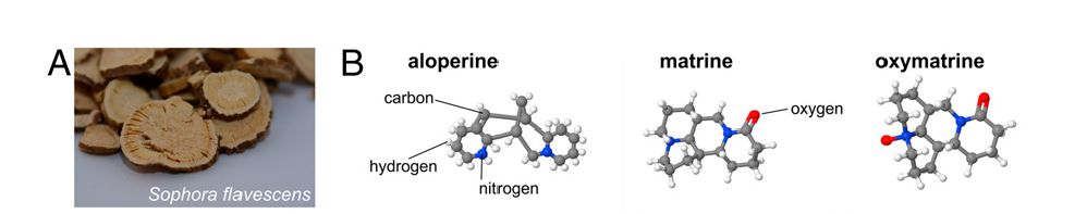 草药治高血压,德国治疗高血压的中药