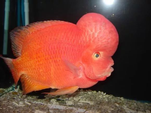 红马的最佳进攻方法,红马新手入门讲解