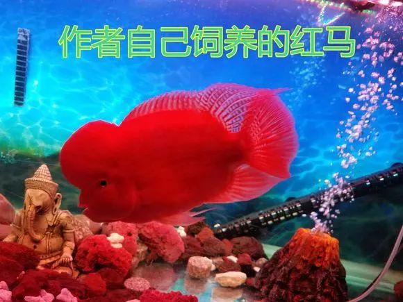 红马的最佳进攻方法,红马新手入门讲解