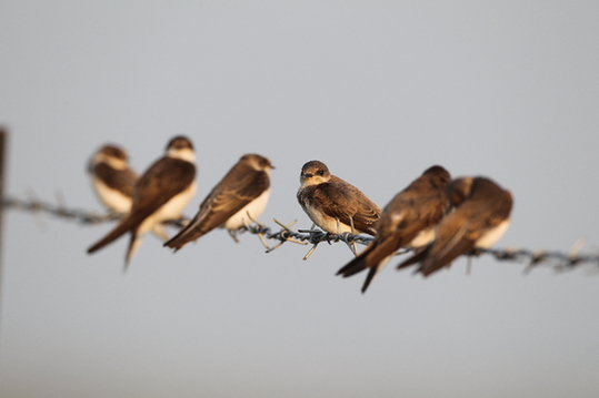 黄色羽毛的鸟类,神奇的鸟