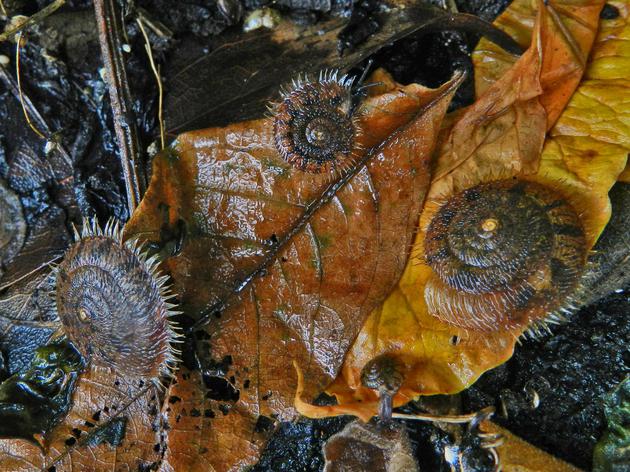 白色蜗牛壳的蜗牛长什么样,真实的蜗牛的壳里面长什么样
