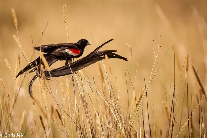 人类进化背后的万年相亲博弈
