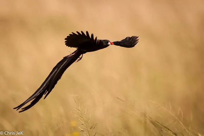 人类进化背后的万年相亲博弈