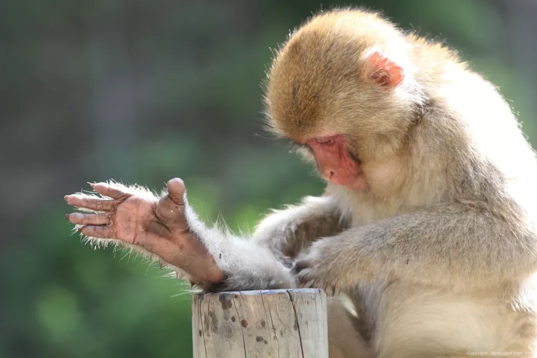 人类进化背后的万年相亲博弈