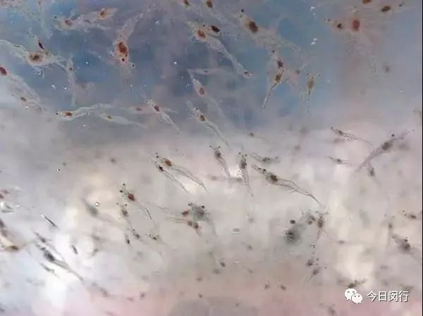 上海闵行区大闸蟹,阳澄湖特大大闸蟹