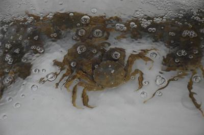 上海闵行区大闸蟹,阳澄湖特大大闸蟹