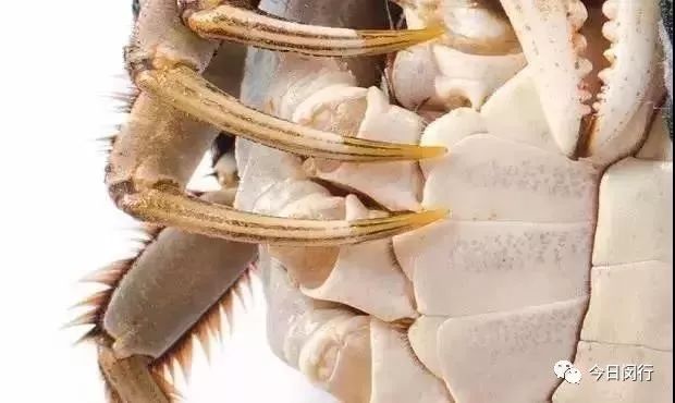 上海闵行区大闸蟹,阳澄湖特大大闸蟹