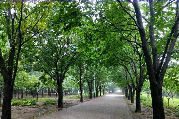 “失眠的正念治疗培训班”开始报名啦