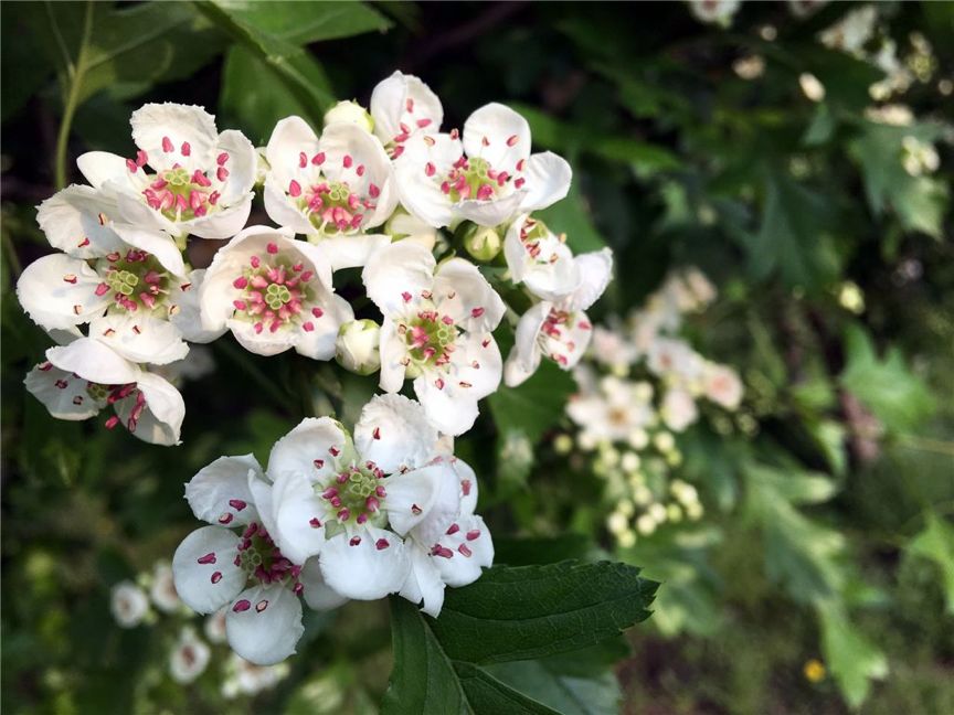 科普水果蔬菜知识,科普水果桃子