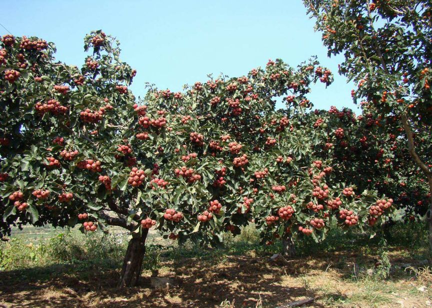 科普水果蔬菜知识,科普水果桃子