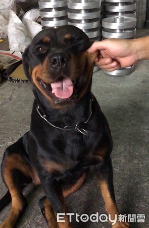 罗威纳挖洞,罗威纳总是挖洞是怎么回事