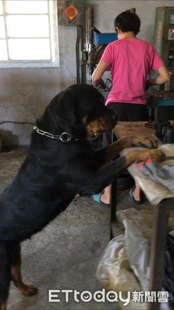 罗威纳挖洞,罗威纳总是挖洞是怎么回事