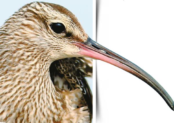 宁波野生鸟类摄影,宁波市生态环境