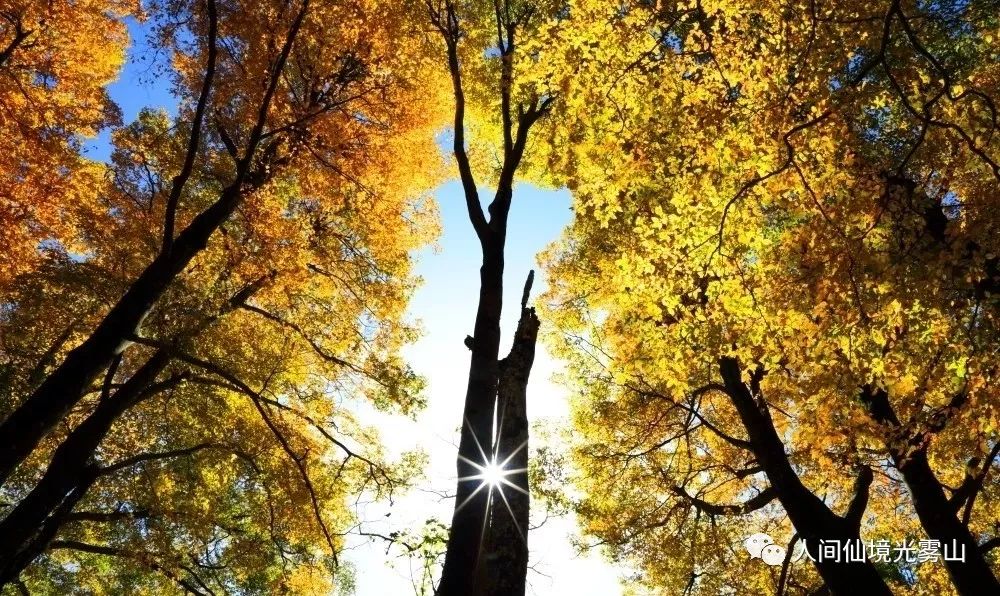 最美川西看彩林推荐地,美哭了这才是虹口秋天最美的地方